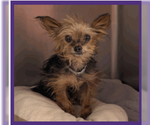 Mutt Dogs for adoption in Spring, TX, USA