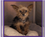 Small Mutt