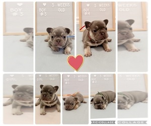 French Bulldog Puppy for sale in UNIVERSAL CTY, TX, USA