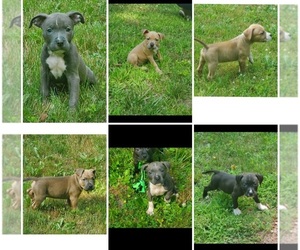 American Pit Bull Terrier Puppy for sale in ANDOVER, CT, USA