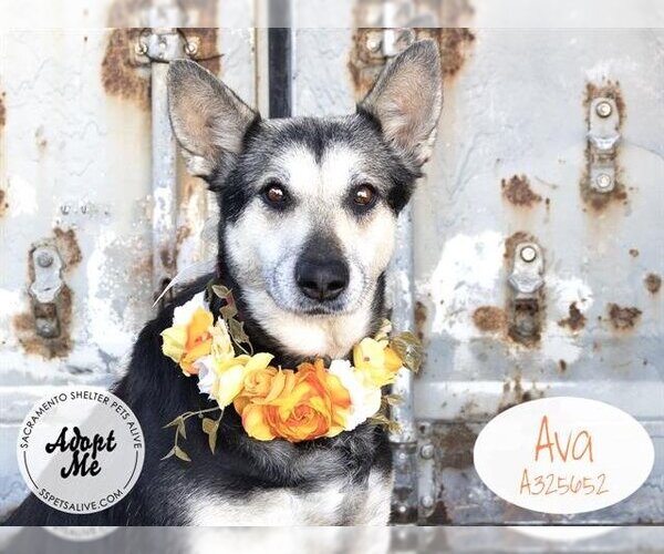 Medium Photo #1  Puppy For Sale in , 