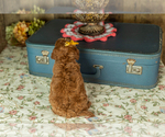 Small Photo #30 Miniature Labradoodle Puppy For Sale in NAPPANEE, IN, USA