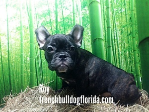 French Bulldog Puppy for sale in FORT LAUDERDALE, FL, USA