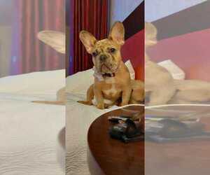 French Bulldog Puppy for sale in MANHATTAN, NY, USA