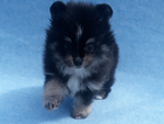 Small Photo #11 Pomeranian Puppy For Sale in N PALM BEACH, FL, USA
