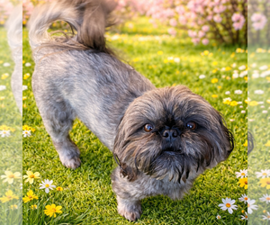 Father of the Shih Tzu puppies born on 07/16/2026