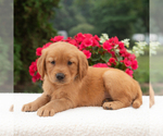 Small #3 Golden Retriever
