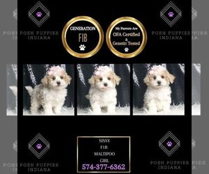 Maltipoo Puppy for Sale in WARSAW, Indiana USA