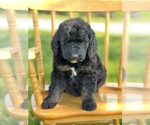 Small Photo #31 Goldendoodle Puppy For Sale in MARYVILLE, MO, USA