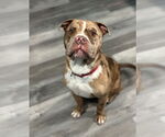 Small #1 Mutt