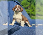 Small #4 Australian Shepherd-Chihuahua Mix