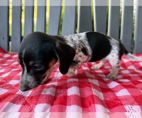 Medium Photo #3 Dachshund Puppy For Sale in WILLARD, OH, USA