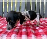 Small #2 Dachshund