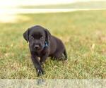 Small Photo #3 Labrador Retriever Puppy For Sale in KALONA, IA, USA