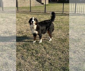 Bernese Mountain Dog Puppy for sale in THOMASVILLE, GA, USA