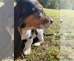 Small Photo #1 Basset Hound Puppy For Sale in LAWRENCEBURG, TN, USA