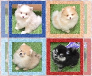 Pomeranian Puppy for sale in KINGMAN, AZ, USA