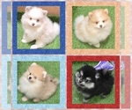 Small Pomeranian