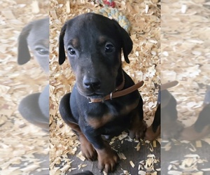 Medium Doberman Pinscher