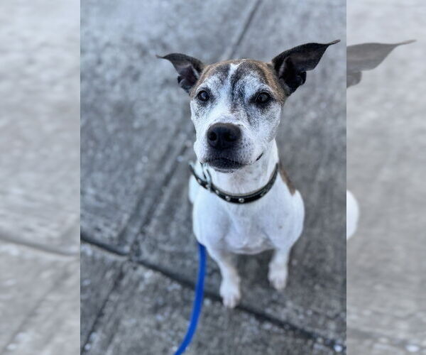 Medium Photo #1 Boxer-Unknown Mix Puppy For Sale in Evansville, IN, USA