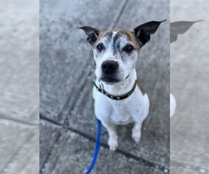 Boxer-Unknown Mix Dogs for adoption in Evansville, IN, USA