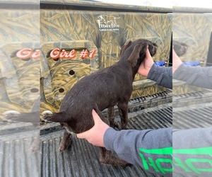German Wirehaired Pointer Puppy for sale in MILLPORT, AL, USA