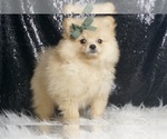Small #3 Pomeranian
