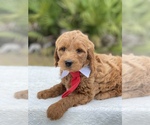 Small Photo #9 Goldendoodle Puppy For Sale in FROSTPROOF, FL, USA