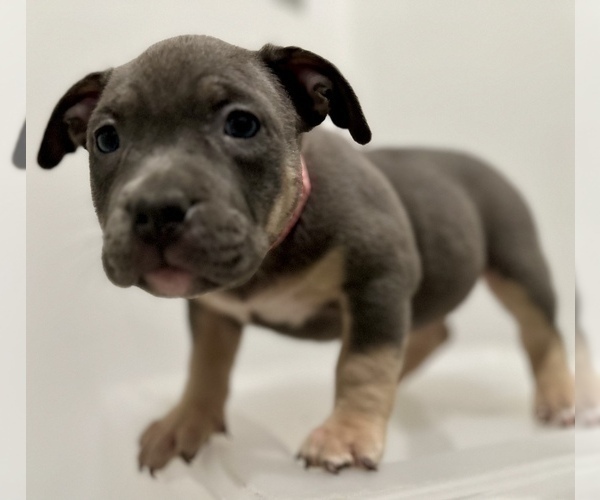Medium Photo #2 American Bully Puppy For Sale in RALEIGH, NC, USA