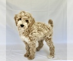 Puppy Pink collar Goldendoodle