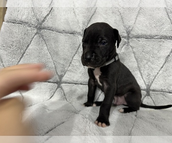Medium Photo #3 Great Dane Puppy For Sale in CONROE, TX, USA