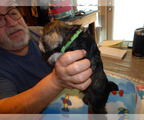 Medium Photo #4 Schnauzer (Miniature) Puppy For Sale in ROCKINGHAM, NC, USA
