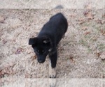 Small Photo #10 German Shepherd Dog Puppy For Sale in NOBLE, OK, USA