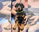 Puppy Lime Green Doberman Pinscher
