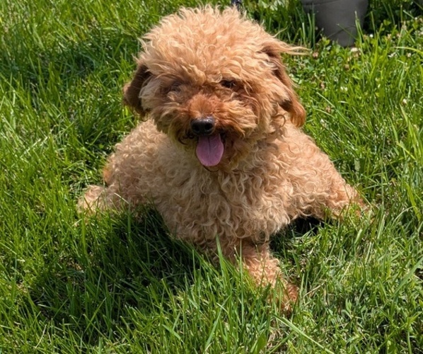 Medium Photo #13 Cavapoo Puppy For Sale in GOSHEN, IN, USA