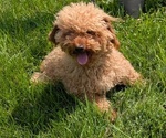 Small Photo #57 Cavapoo Puppy For Sale in GOSHEN, IN, USA