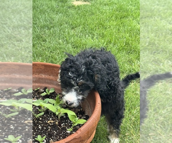 Medium Photo #3 Miniature Bernedoodle Puppy For Sale in LONGMONT, CO, USA