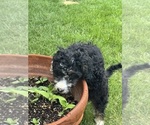 Small #2 Miniature Bernedoodle