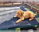 Small Golden Retriever