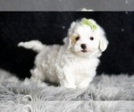 Small Photo #88 Maltipoo (Miniature) Puppy For Sale in WARSAW, IN, USA