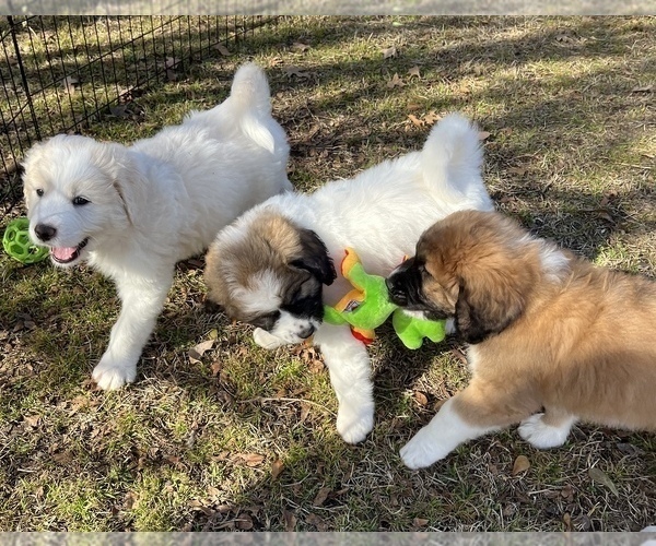 Medium Photo #3 Pyredoodle Puppy For Sale in SHERMAN, TX, USA