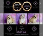 Small Photo #98 Maltipoo (Miniature) Puppy For Sale in WARSAW, IN, USA
