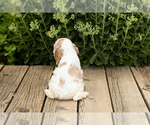 Small Photo #27 Cocker Spaniel Puppy For Sale in NAPPANEE, IN, USA
