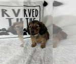 Small #2 Dachshund