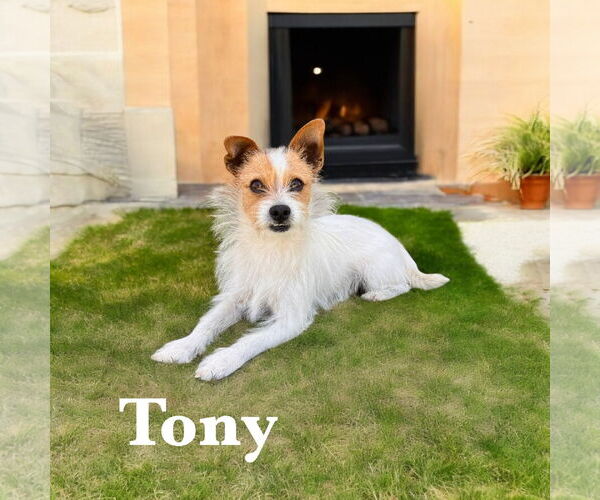 Medium Photo #1 Mutt Puppy For Sale in Menifee, CA, USA