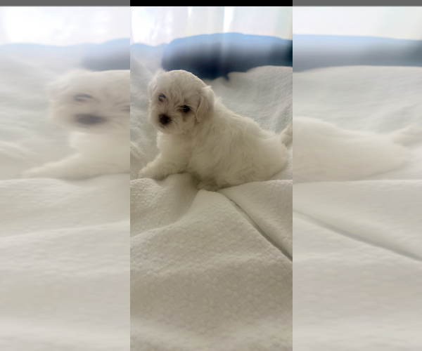 Medium Photo #1 Morkie Poo (Toy) Puppy For Sale in MONTEGUT, LA, USA