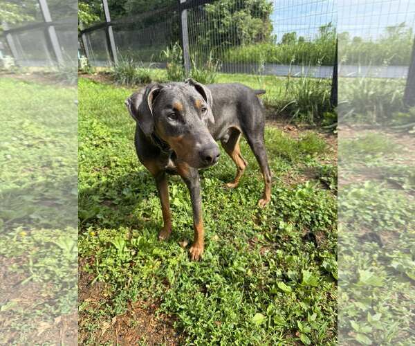 Medium Photo #4 Doberman Pinscher Puppy For Sale in Aurora, OH, USA