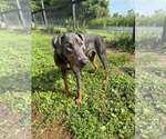 Small #3 Doberman Pinscher