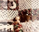 Small Photo #9 Dorgi Puppy For Sale in HURST, IL, USA