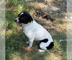 Rat Terrier Dogs for adoption in San Antonio, TX, USA